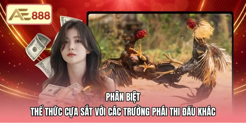 Đối chiếu cựa thép nhọn cùng dao chém và lối chọi đòn